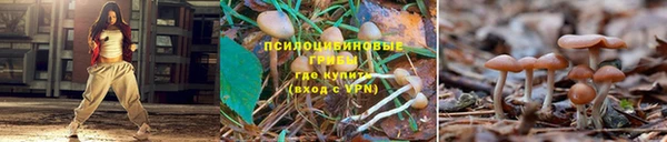 прущие грибы Михайлов