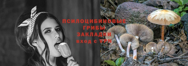 прущие грибы Михайлов